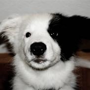 Border collie Charlie King