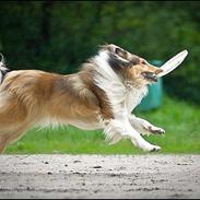 Collie langhåret *Kendra*