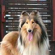 Collie langhåret *Kendra*