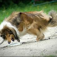 Collie langhåret *Kendra*