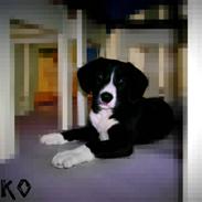 Border collie Thiko