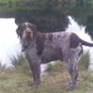 Ruhåret hønsehund Didde