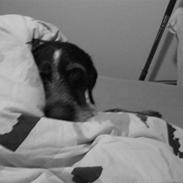 Ruhåret hønsehund Didde