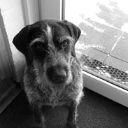 Ruhåret hønsehund Didde