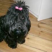 Bichon havanais Trille<3 Min!