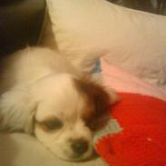 King charles spaniel Charlie