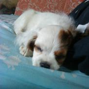 King charles spaniel Charlie