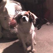 King charles spaniel Charlie