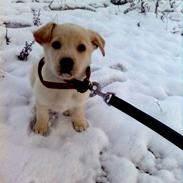 Blanding af racer Adelia