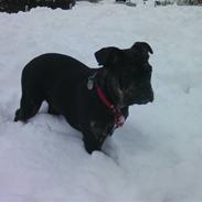 Olde english bulldogge coco