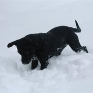 Staffordshire bull terrier Sille