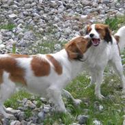Kooikerhondje Felia 