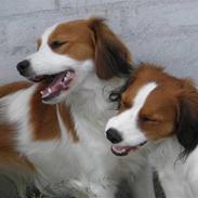 Kooikerhondje Felia 