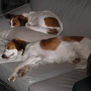 Kooikerhondje Felia 