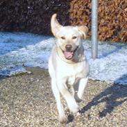 Labrador retriever Taco