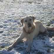 Labrador retriever Taco