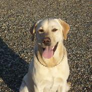 Labrador retriever Taco