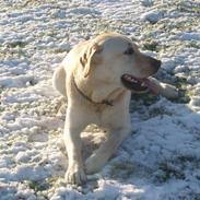 Labrador retriever Taco