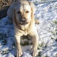 Labrador retriever Taco