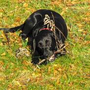Labrador retriever Molly