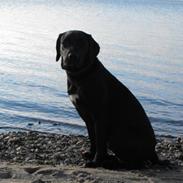 Labrador retriever Molly
