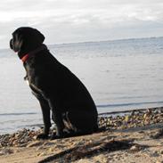 Labrador retriever Molly