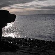 Labrador retriever Molly