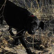 Labrador retriever Molly