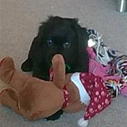 Labrador retriever Ludvig