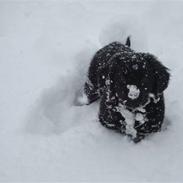 Labrador retriever Ludvig