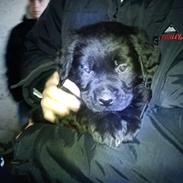 Labrador retriever Ludvig