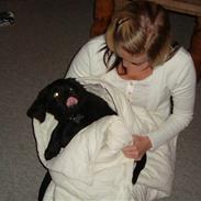 Labrador retriever Ludvig