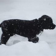 Labrador retriever Ludvig