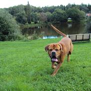 Mastiff /douge de bordeaux Simba