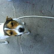 Jack russell terrier Gizzy