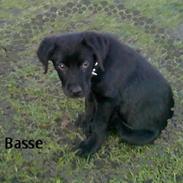 Blanding af racer Basse