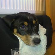 Dansk svensk gaardhund Kato.