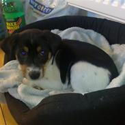 Dansk svensk gaardhund Kato.