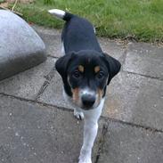 Dansk svensk gaardhund Kato.