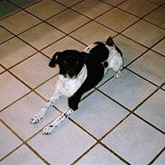 Dansk svensk gaardhund Prik R.I.P