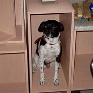 Dansk svensk gaardhund Prik R.I.P