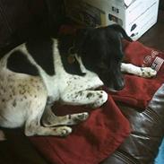 Dansk svensk gaardhund Prik R.I.P