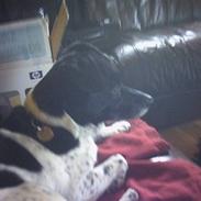 Dansk svensk gaardhund Prik R.I.P