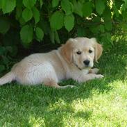 Golden retriever Bailey