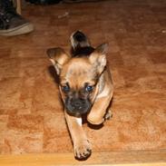 Blanding af racer Diva