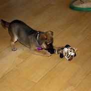 Blanding af racer Diva