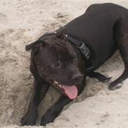 Staffordshire bull terrier Obie AKA Prinsen