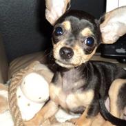 Chihuahua ¨˜”°º• Chi Chi Deluxe •º°”˜¨