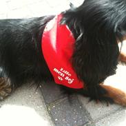 Cavalier king charles spaniel mollie