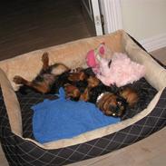 Cavalier king charles spaniel mollie